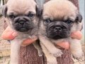MASKELİ SURAT  PUG YAVRULARI UYGUN