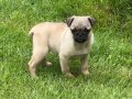 3 AYLIK HARİKA DİŞİ PUG SEVİMLİ