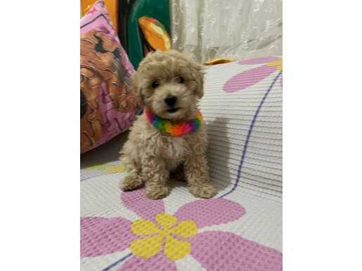2 aylık erkek maltipoo