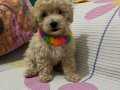 2 aylık erkek maltipoo