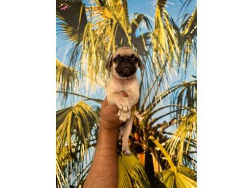 Pug 