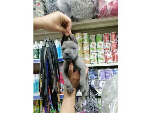 Cane corso kocakafa