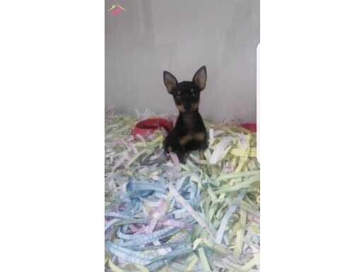 Mini pincer şekerler 