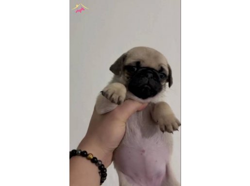 Astronot Pug şekerler 