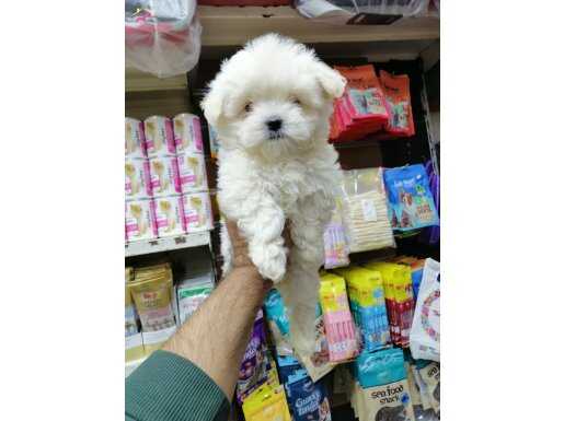 Mukkemel ırk bebek yüz maltesler