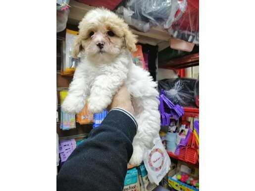 Maltipo elma şekerleri 