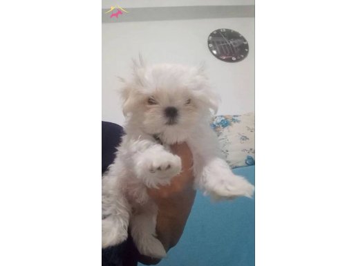 Karbeyaz mini maltes 