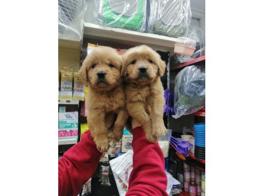 Eşsiz Güzellikte, Sağlıklı Golden Retriever Yavruları!