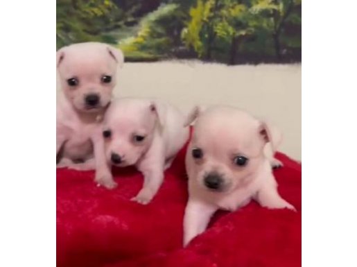 Antalya Muratpaşa Elma Kafa Beyaz Chihuahua Yavruları