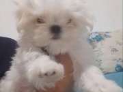 Karbeyaz mini maltes 