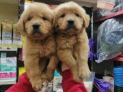 Eşsiz Güzellikte, Sağlıklı Golden Retriever Yavruları!