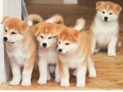 A klas Akita bebekler