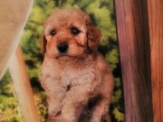 Kalite Kore Maltipoo Yavrular 