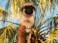 Pug 