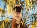 Pug Yavrularım Sağlık ve Irk Garantilidir 
