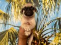 Pug Yavrularım Sağlık ve Irk Garantilidir 