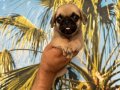 Pug Yavrularım Sağlık ve Irk Garantilidir 