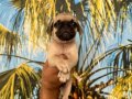 Pug Yavrularım Sağlık ve Irk Garantilidir 