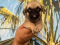Pug Yavrularım Sağlık ve Irk Garantilidir 