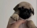 Astronot Pug şekerler 