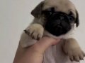 Astronot Pug şekerler 
