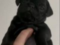 Astronot Pug şekerler 