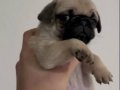 Astronot Pug şekerler 