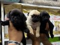 Astronot Pug şekerler 