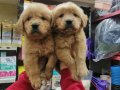 Eşsiz Güzellikte, Sağlıklı Golden Retriever Yavruları!