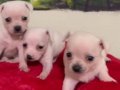 Antalya Muratpaşa Elma Kafa Beyaz Chihuahua Yavruları