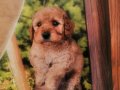 Kalite Kore Maltipoo Yavrular 