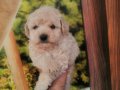 Kalite Kore Maltipoo Yavrular 