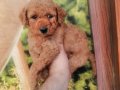 Kalite Kore Maltipoo Yavrular 