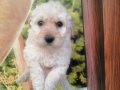 Kalite Kore Maltipoo Yavrular 