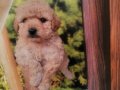 Kalite Kore Maltipoo Yavrular 