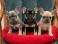 A kalite blutan izabel Black tan Frencler 