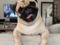 A Kalite Pug Mops Yavrular