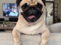 A Kalite Pug Mops Yavrular