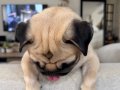 A Kalite Pug Mops Yavrular