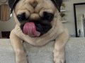 A Kalite Pug Mops Yavrular