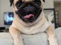 A Kalite Pug Mops Yavrular