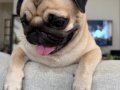A Kalite Pug Mops Yavrular