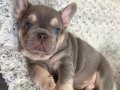 Özel renklerde French Bulldog Yavrularım