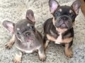 Özel renklerde French Bulldog Yavrularım