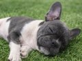 Özel renklerde French Bulldog Yavrularım