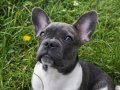 Özel renklerde French Bulldog Yavrularım