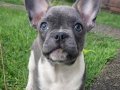 Özel renklerde French Bulldog Yavrularım