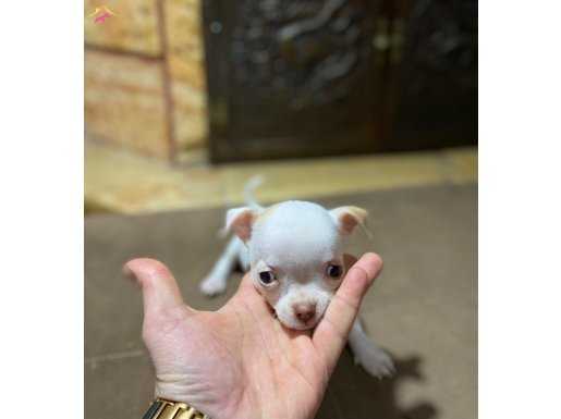 Çipli Kar Beyaz Erkek Chihuahua
