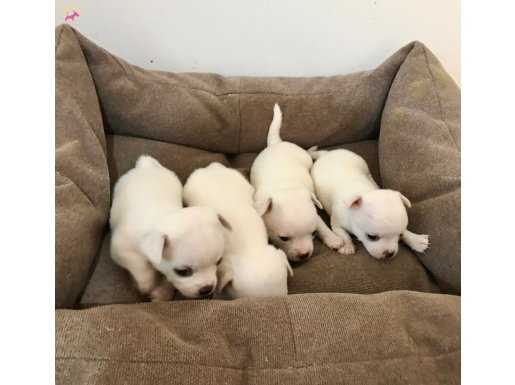 Teacup Kar Beyaz Chihuahua Bebekler 