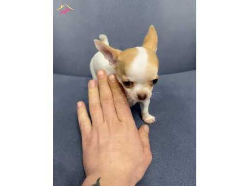 Parmak Boyunda Tuvalet Eğitimli Mavi Gözlü Chihuahua